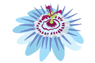 Download Blue Passion Flower - Blue Collection