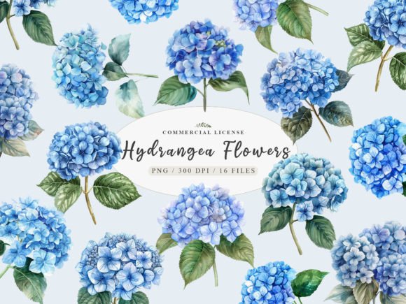 Download Blue Hydrangea Png, Hydrangea Botany Png - Blue Collection